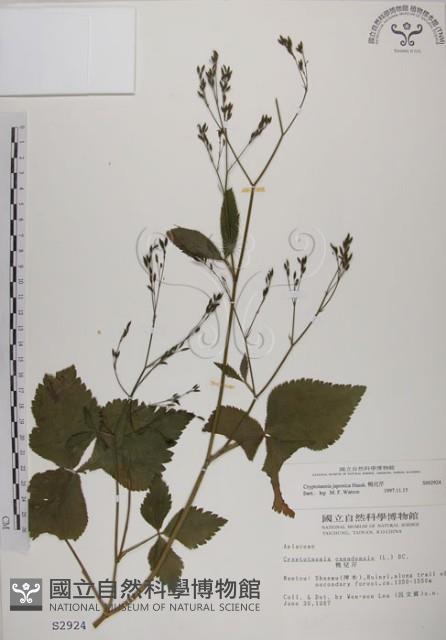 鴨兒芹藏品圖，第1張