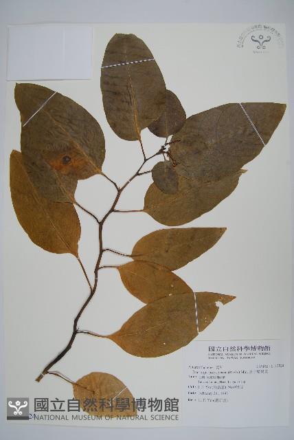 多子漿果莧藏品圖，第1張