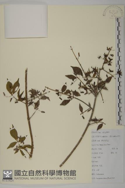 衛矛藏品圖，第1張