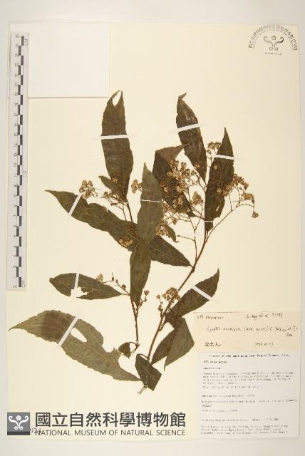 尾尖尾藥菊藏品圖，第1張