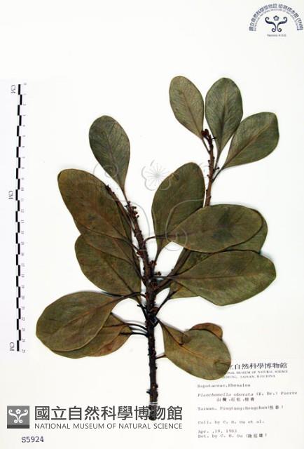 山欖、樹青藏品圖，第1張