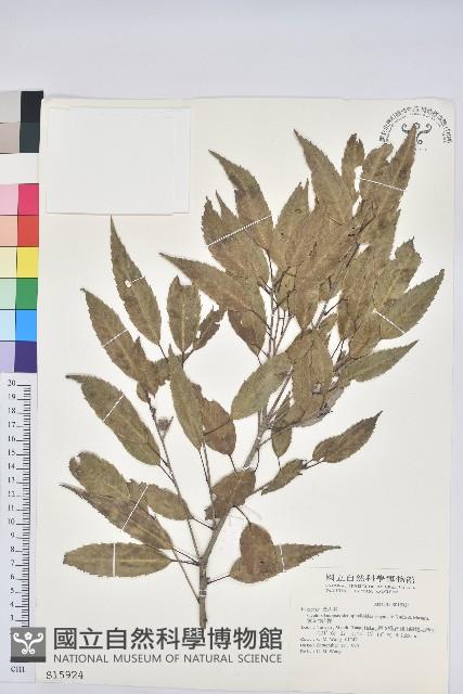 Arishan Oak Collection Image