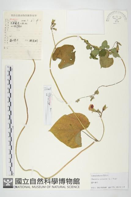 圓葉牽牛藏品圖，第1張