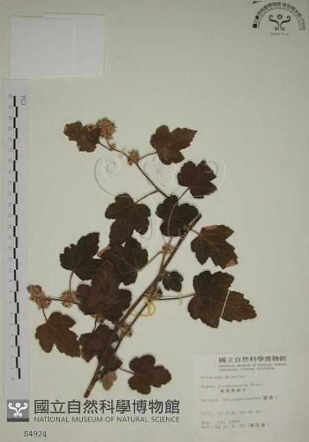 臺灣懸鉤子藏品圖，第1張