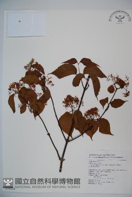 紅子莢迷藏品圖，第1張