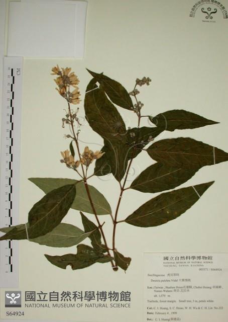 大葉溲疏藏品圖，第1張