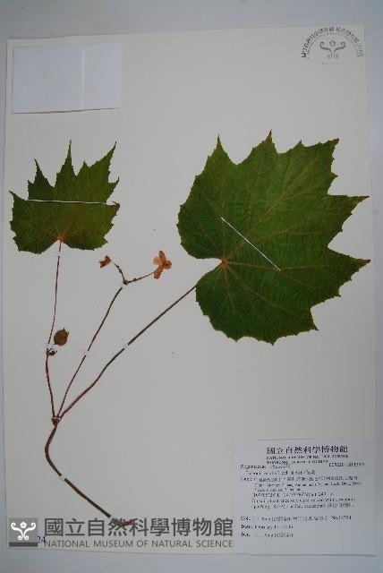 葡萄秋海棠藏品圖，第1張