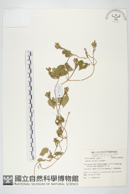 紅花野牽牛藏品圖，第1張