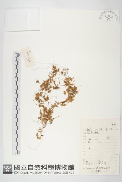 中國菟絲子藏品圖，第1張