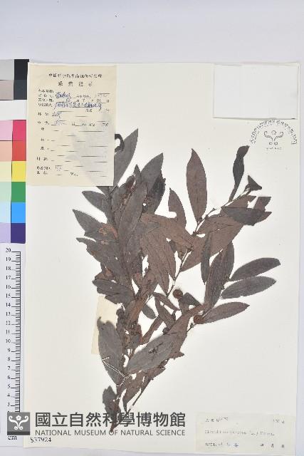 紅毛饅頭果藏品圖，第1張