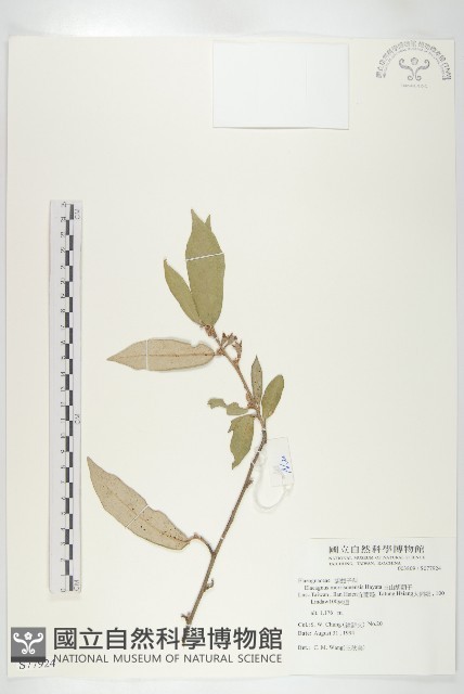玉山胡頹子藏品圖，第1張