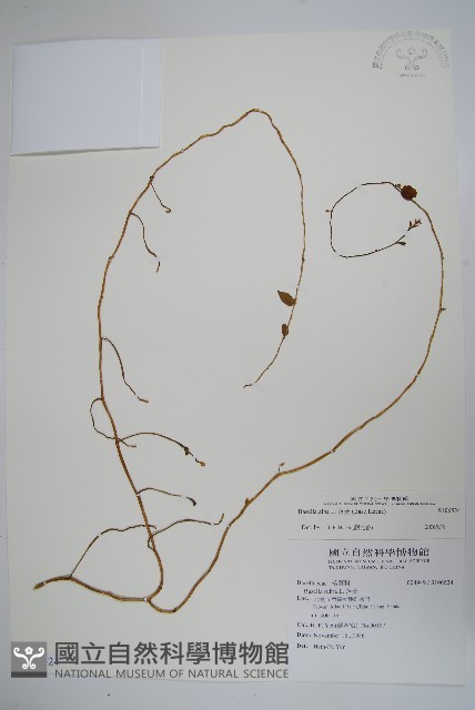 落葵藏品圖，第1張