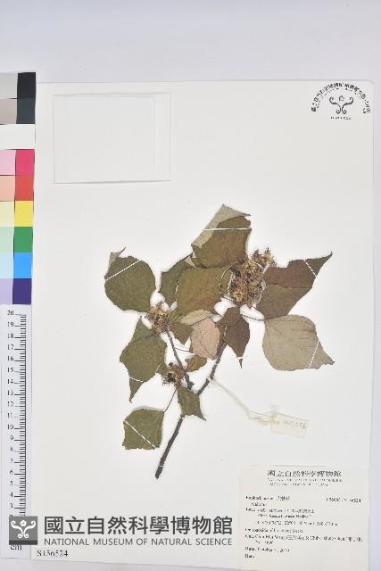 登錄號:S156524藏品圖，第1張