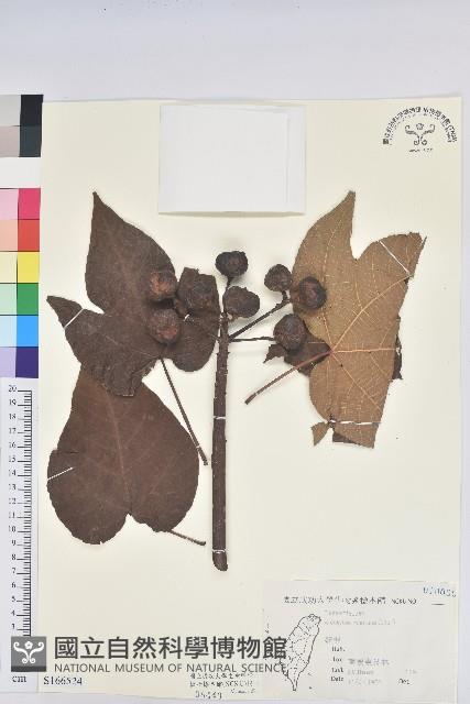 廣東油桐、皺桐藏品圖，第1張