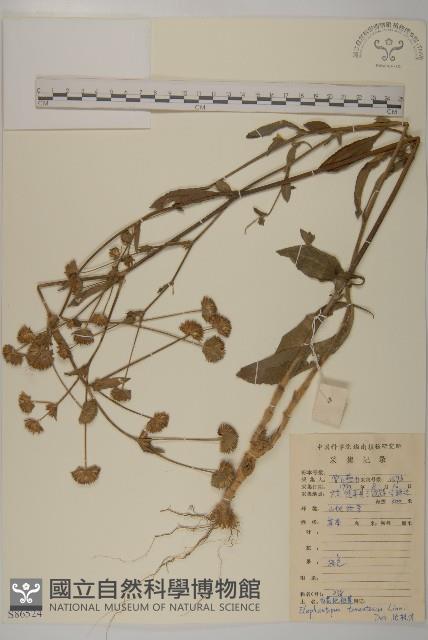 白花地膽草藏品圖，第1張