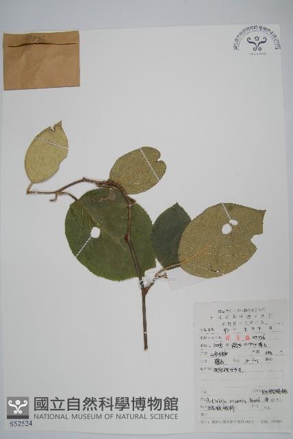 毛花楊桃藏品圖，第1張