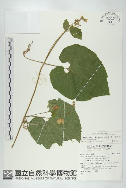 青牛膽藏品圖，第1張