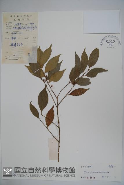 糊樗藏品圖，第1張