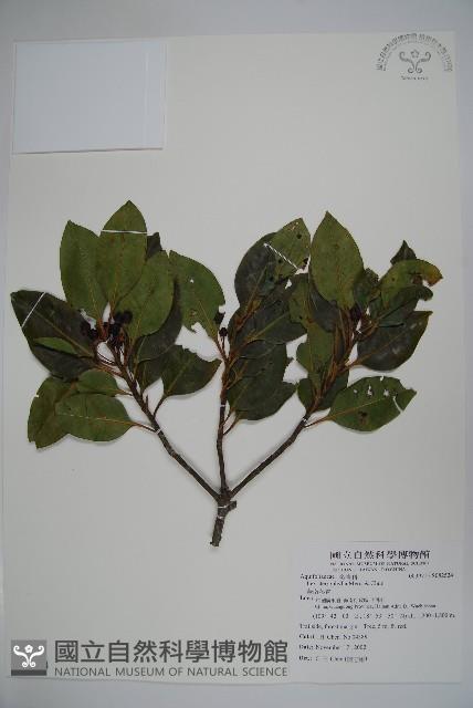 華南冬青藏品圖，第1張