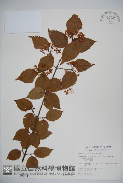 紅子莢迷藏品圖，第1張