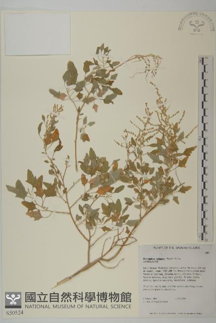 登錄號:S050524藏品圖，第1張