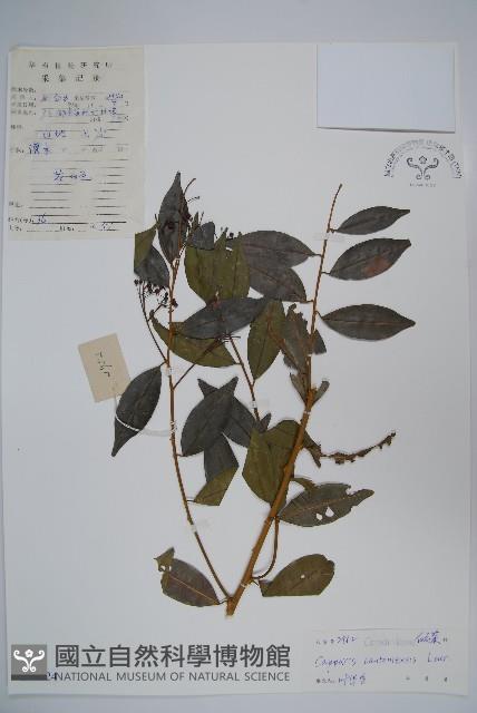 廣州山柑藏品圖，第1張