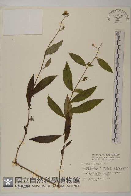 大頭艾納香藏品圖，第1張