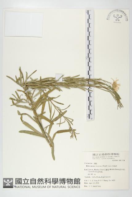 狗娃花藏品圖，第1張