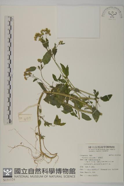 霍香薊藏品圖，第1張