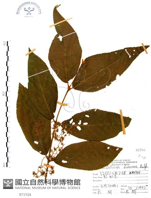 杜虹花，台灣紫珠藏品圖，第1張