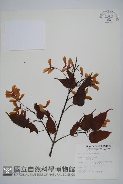 大屯尖葉槭, 川上氏槭藏品圖，第1張