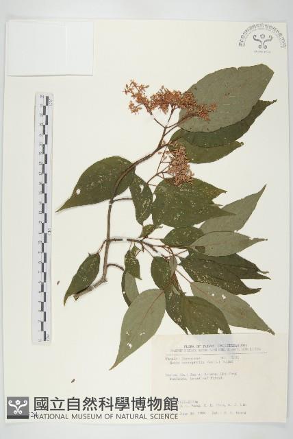 梜木藏品圖，第1張