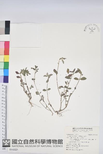 飛揚草藏品圖，第1張