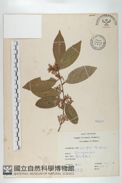 鄧氏胡頹子藏品圖，第1張