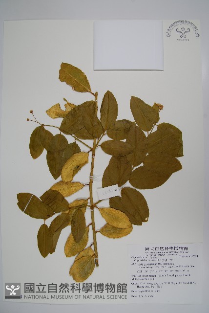 蘭嶼山柑藏品圖，第1張
