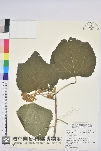 蟲屎藏品圖，第1張