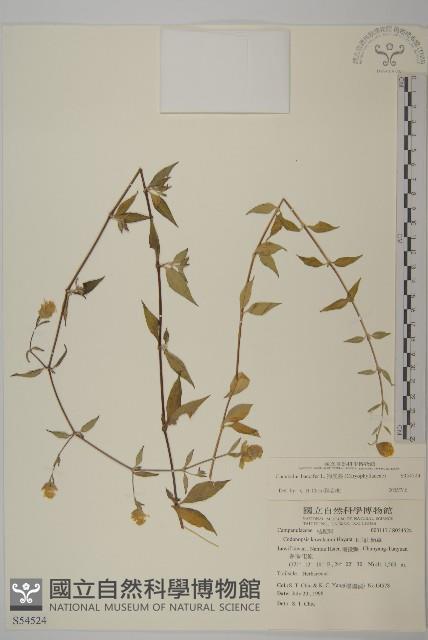 狗筋蔓藏品圖，第1張