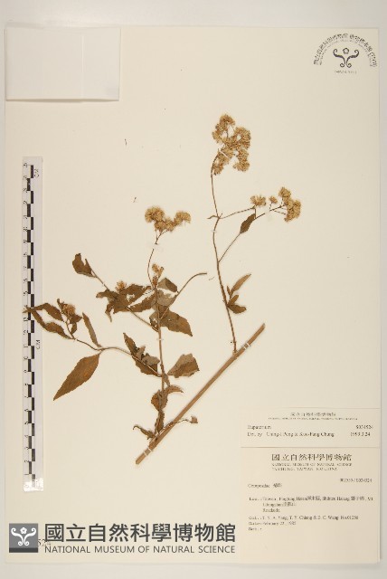 登錄號:S034524藏品圖，第1張