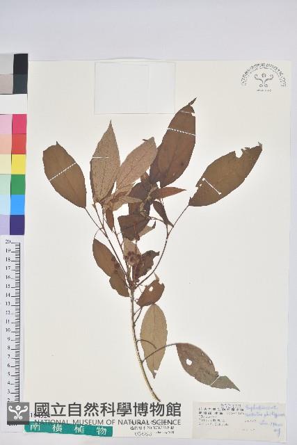 粗糠柴藏品圖，第1張