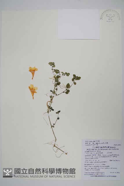 蘭嵌馬藍藏品圖，第1張