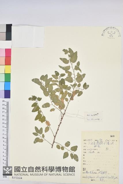 雀兒舌頭藏品圖，第1張