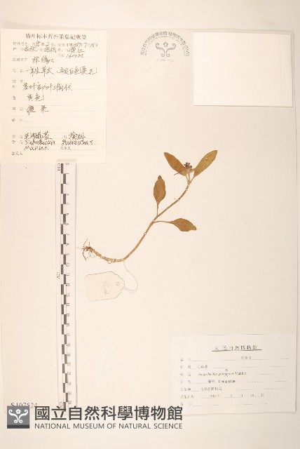 毛梗豨薟藏品圖，第1張