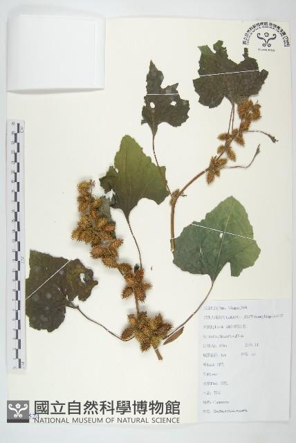 蒼耳藏品圖，第1張