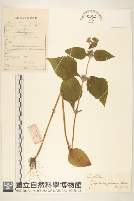 腺梗豨薟藏品圖，第1張