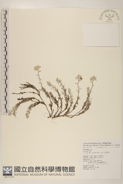 玉山薄雪草藏品圖，第1張