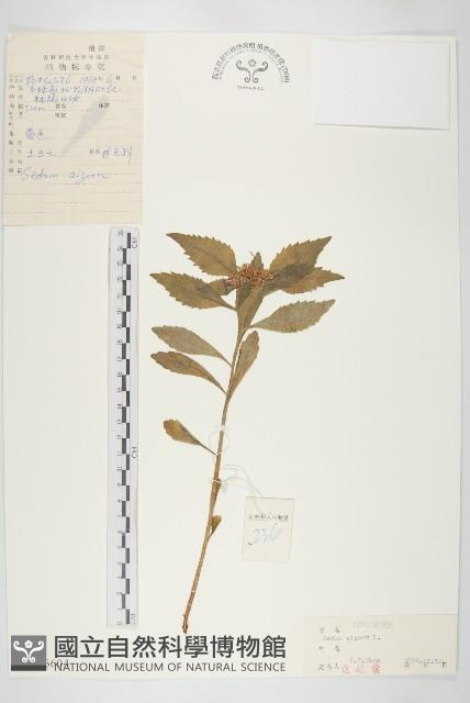 費菜藏品圖，第1張