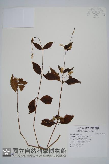 牛膝藏品圖，第1張