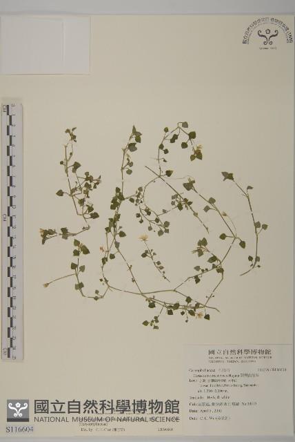 阿里山繁縷藏品圖，第1張