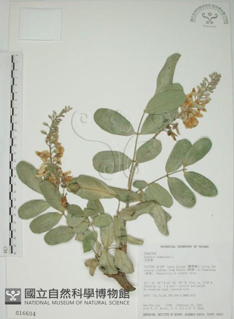 毛苦參藏品圖，第1張