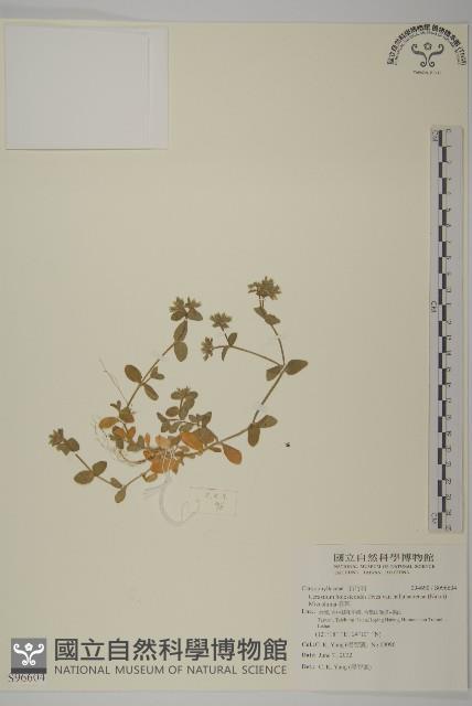 卷耳藏品圖，第1張